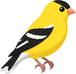 American Goldfinch