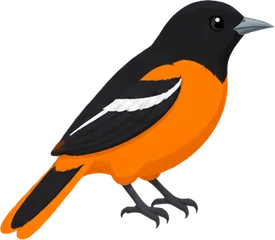 Baltimore Oriole