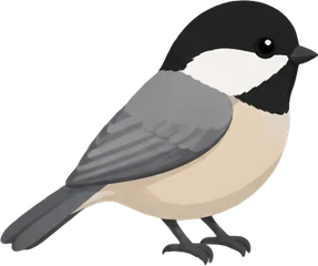Black-capped Chickadee
