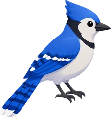 Blue Jay