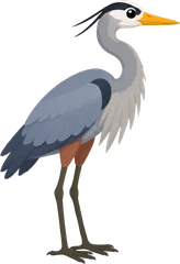 Great Blue Heron