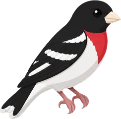 Rose-breasted Grosbeak
