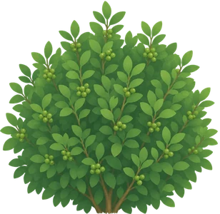 Shrub